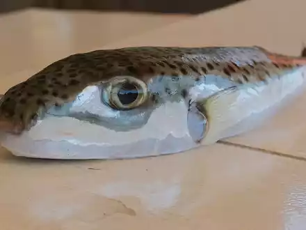 Ein Hasenkopf-Kugelfisch liegt auf einem Tisch. - Foto: Anne Pollmann/dpa