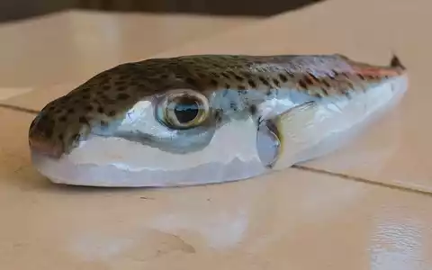 Ein Hasenkopf-Kugelfisch liegt auf einem Tisch. - Foto: Anne Pollmann/dpa