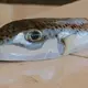 Ein Hasenkopf-Kugelfisch liegt auf einem Tisch. - Bild: Anne Pollmann/dpa