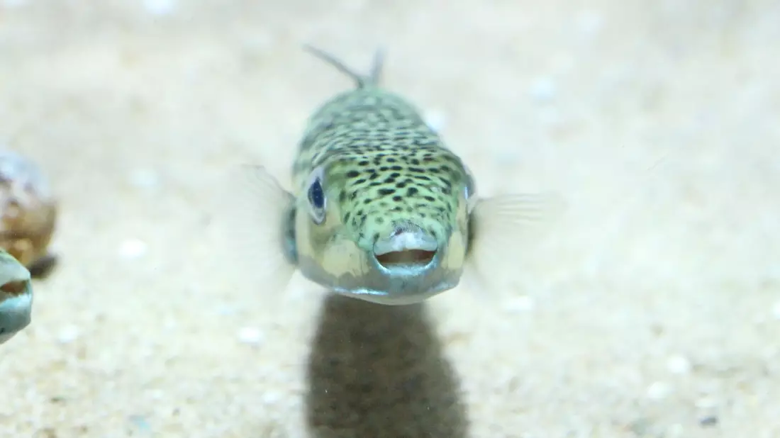 Ein Hasenkopf-Kugelfisch (Lagocephalus sceleratus), undatierte Aufnahme - Bild: -/Gerasimos Kondylatos/dpa