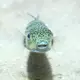 Ein Hasenkopf-Kugelfisch (Lagocephalus sceleratus), undatierte Aufnahme - Bild: -/Gerasimos Kondylatos/dpa