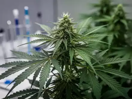 Nahaufnahme einer Cannabisblüte und -blätter, verschwommen im Hintergrund medizinische Geräte andeutend. - Foto: über boerse-global.de