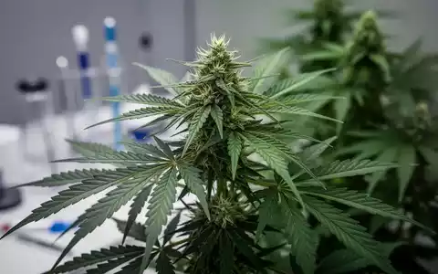 Nahaufnahme einer Cannabisblüte und -blätter, verschwommen im Hintergrund medizinische Geräte andeutend. - Foto: über boerse-global.de