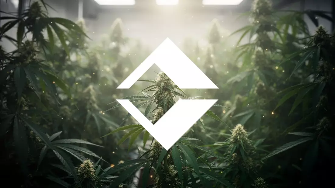 Trulieve Aktie: DEA-Anhörung zu Cannabis-Neuklassifizierung beflügelt