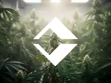 Abstrakte Darstellung der Cannabisindustrie mit weichem Licht und unscharfem Grün, das Hoffnung und Wachstum symbolisiert. - Foto: über boerse-global.de