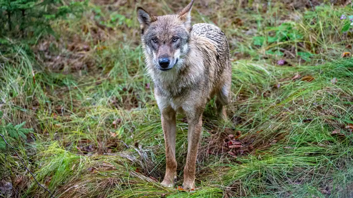 Wölfe sind nun jagdbare Tiere. (Archivbild) - Bild: Armin Weigel/dpa