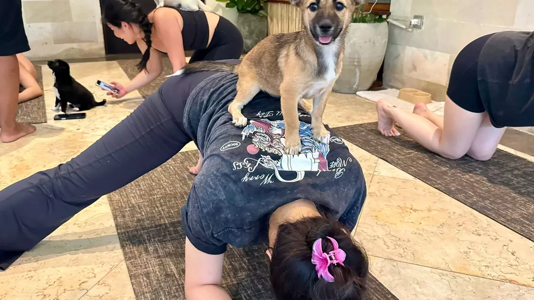 Beim Puppy Yoga springen die Welpen gerne auf den Rücken der Teilnehmer. - Bild: Carola Frentzen/dpa