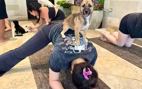 Beim Puppy Yoga springen die Welpen gerne auf den Rücken der Teilnehmer. - Foto: Carola Frentzen/dpa