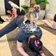 Beim Puppy Yoga springen die Welpen gerne auf den Rücken der Teilnehmer. - Bild: Carola Frentzen/dpa