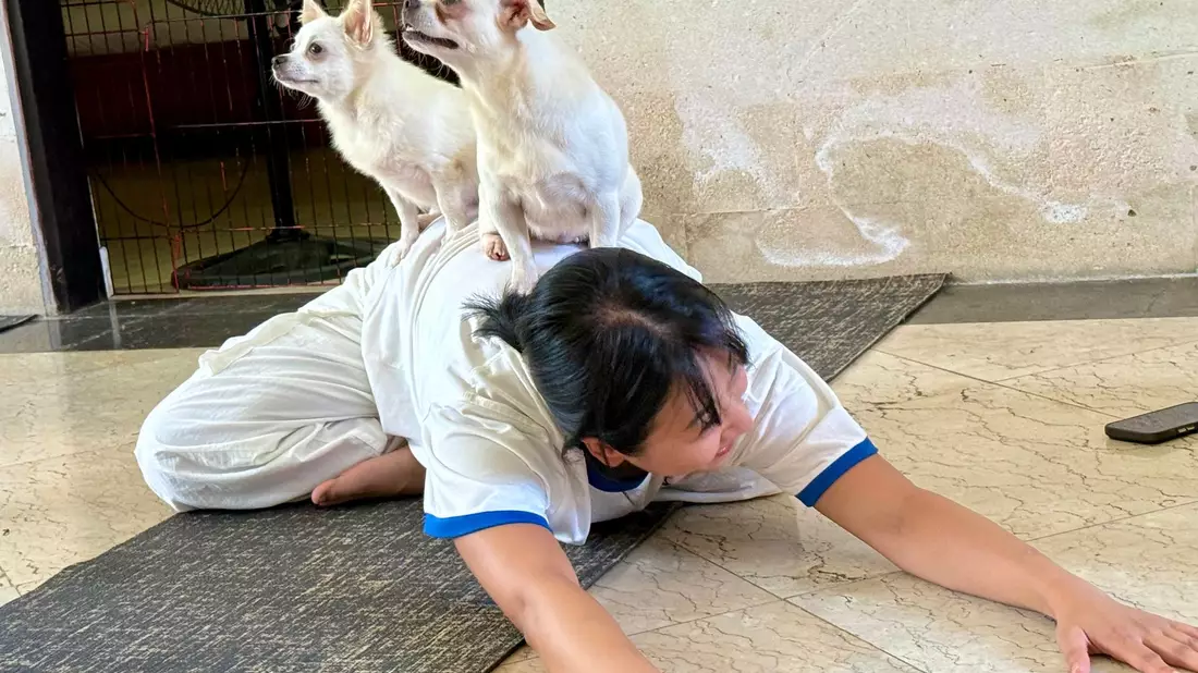 Fast sieht es aus, als hätten die kleinen Hunde selbst eine Yogapose eingenommen.  - Bild: Carola Frentzen/dpa