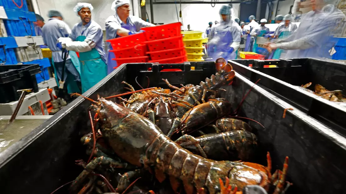 Hummer und gefrorene Hummererzeugnisse mit Ursprung in den Vereinigten Staaten dürfen künftig zollfrei in die EU importiert werden. (Archivbild) - Bild: Robert F. Bukaty/AP/dpa