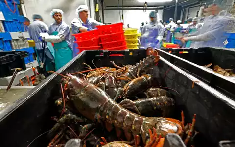 Hummer und gefrorene Hummererzeugnisse mit Ursprung in den Vereinigten Staaten dürfen künftig zollfrei in die EU importiert werden. (Archivbild) - Foto: Robert F. Bukaty/AP/dpa