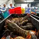 Hummer und gefrorene Hummererzeugnisse mit Ursprung in den Vereinigten Staaten dürfen künftig zollfrei in die EU importiert werden. (Archivbild) - Bild: Robert F. Bukaty/AP/dpa