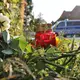 Blumen liegen nahe einem Gebäude der Einrichtung, in der gestern mehrere Menschen durch Schüsse starben. - Bild: Kai Moorschlatt/dpa