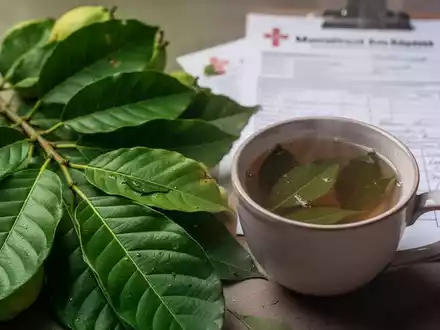 Frische Guavenblätter neben einer Tasse Guavenblättertee, mit unscharfem medizinischen Bericht im Hintergrund. - Foto: über boerse-global.de