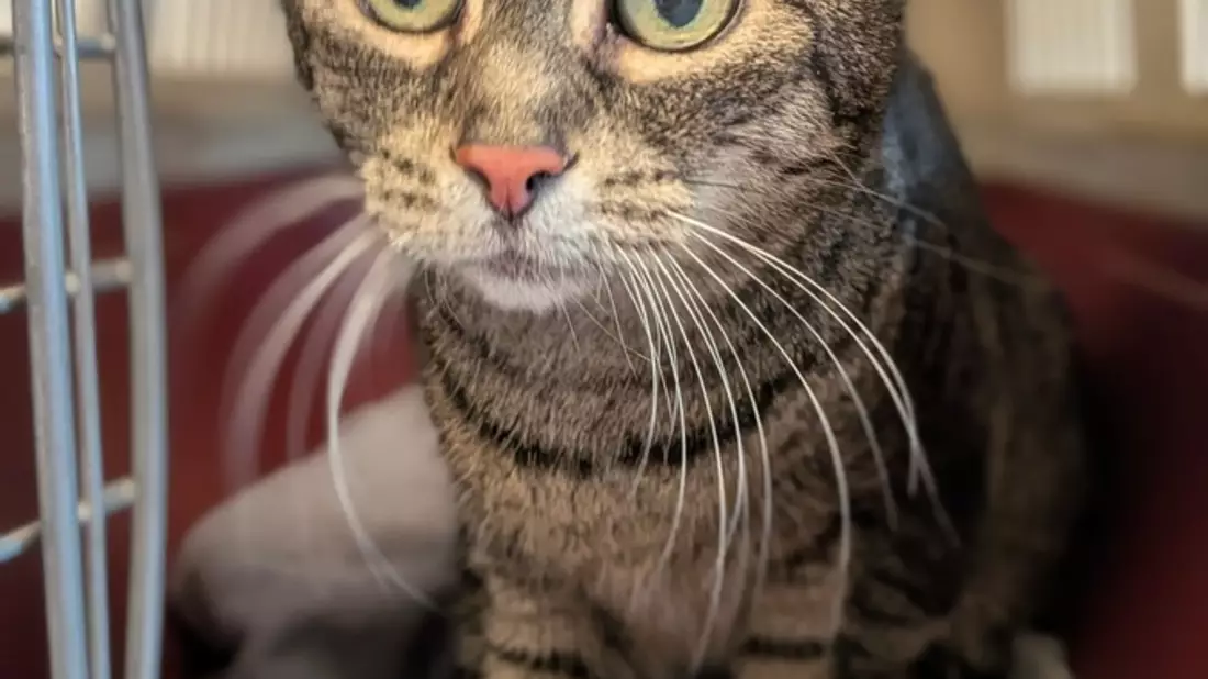 POL-FR: St. Blasien: Ausgesetzte Katze aufgefunden- Zeugensuche - Bild: presseportal.de