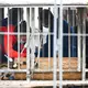 Die Behörden transportierten sechs der acht Tiger ab.  - Bild: Heiko Rebsch/dpa