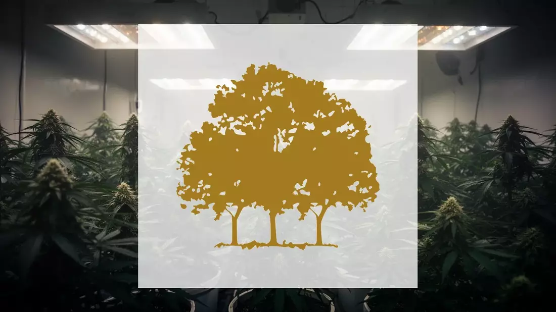 Canopy Growth Aktie: Harte Realität statt Cannabis-Träume