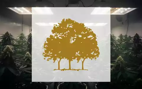 Eine gedämpfte, abstrakte Aufnahme einer Cannabis-Plantage mit Reihen von Pflanzen unter diffusem Licht, die eine negative Marktstimmung darstellt. - Foto: über boerse-global.de