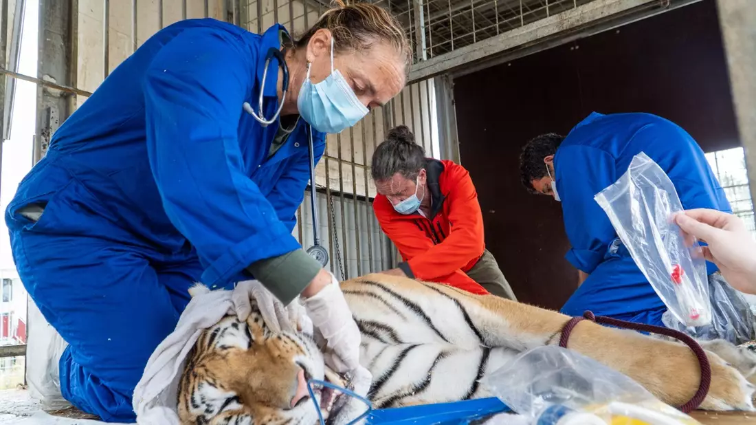 Sechs Tiger aus Privathaltung gerettet - AAP übernimmt Verantwortung und fordert mehr Regulierung - Bild: presseportal.de