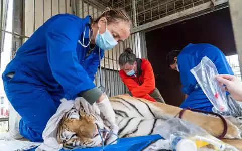 Sechs Tiger aus Privathaltung gerettet - AAP übernimmt Verantwortung und fordert mehr Regulierung - Foto: presseportal.de