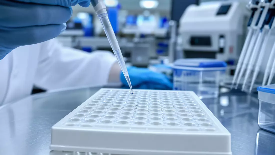 Pipette tropft klare Flüssigkeit in sterile 96-Well-Platte, klinisches Laborlicht