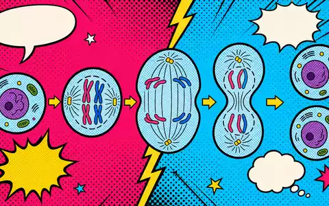 Qiagen N.V. (NL0012169213) Pop-Art-Comic-Zellteilung im Halftone-Raster mit leuchtenden, knalligen Pop-Farben und krÀftigen Konturen - Foto: THN
