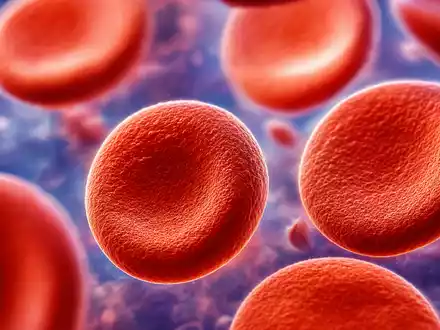 Roche Holding AG CH0012032048 – Extreme Makroaufnahme roter Blutzellen auf wissenschaftlichem Glasträger - Foto: THN