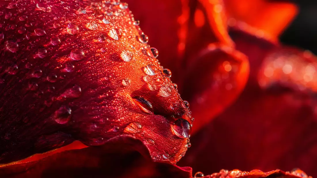 An extreme macro photograph of deep red rose petals. The petal surface is covered in dozens of glistening transparent essential oil droplets catching warm side light. The background dissolves into a soft red and orange bokeh. Fine surface textures, veins,