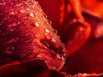 Givaudan CH0010645932 Makro-Aufnahme roter Rosenblätter mit glitzernden ätherischen Duftöl-Tropfen in warmem Licht - Foto: THN