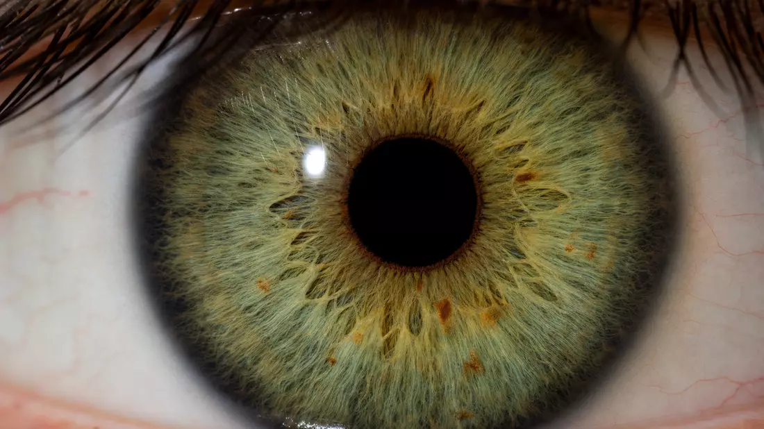 Extreme macro photography of a human eye, wide horizontal crop. Iris filling frame with fine fibrous radial texture, golden-green coloration with brown flecks, dark limbal ring, eyelashes framing top edge, razor-thin depth of field, pin-sharp focus