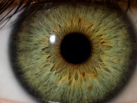 Alcon CH0432492467: Extreme Makro Nahaufnahme einer grünen Iris mit fasriger Textur und langen Wimpern - Foto: THN