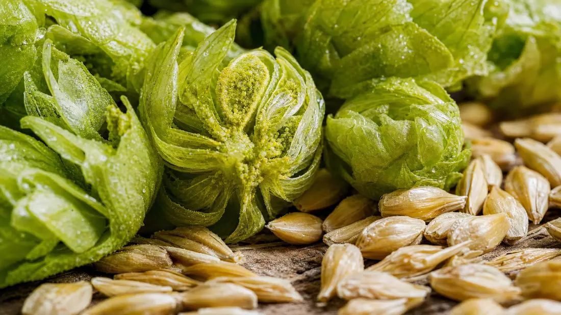 Extreme Nahaufnahme von grünen Hopfendolden und goldenen Gerstenkörnern