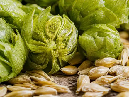 Makroaufnahme von Hopfendolden und Gerstenkörnern zeigt die Rohstoffe von Anheuser-Busch InBev, ISIN BE0974293251 - Foto: THN