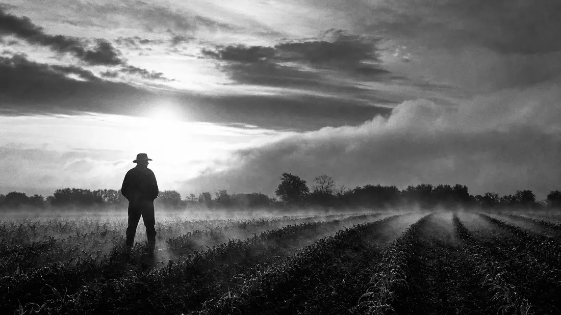 Schwarz-Weiß-Fotoreportage: Landwirt steht als dunkle Silhouette in einem Maisfeld, Morgennebel steigt auf, dramatischer Gegenlicht-Himmel