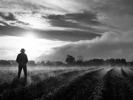 Landwirt als Silhouette auf nebligem Acker bei Morgengrauen – Crop Science / Pflanzenschutz - Foto: THN