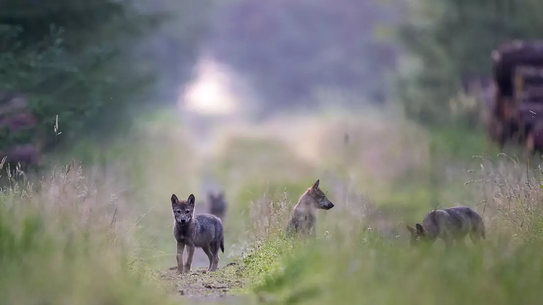 Hessens Wolfsmanagementplan könnte gegen EU-Naturschutzrecht verstoßen - Bild: presseportal.de