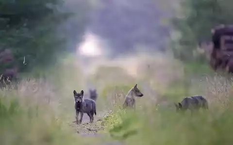 Hessens Wolfsmanagementplan könnte gegen EU-Naturschutzrecht verstoßen - Foto: presseportal.de