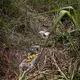 Blumen liegen am Fundort des Koffers. - Bild: Dario Pignatelli/AAP/dpa