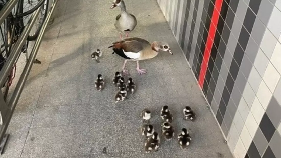 POL-PDKH: Tierischer Einsatz auf der B48 - Entenfamilie sorgt für kurzzeitige Straßensperrung - Bild: presseportal.de