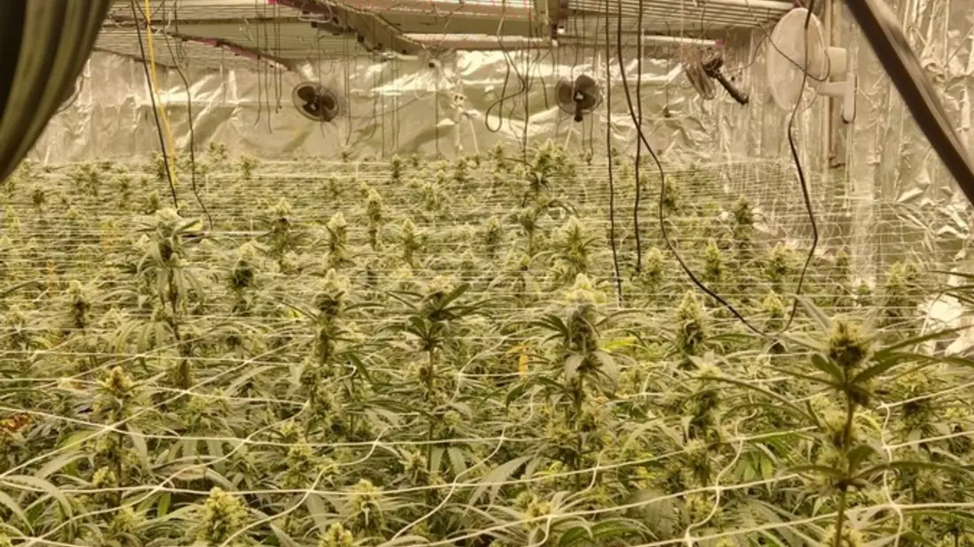 POL-EL: Fresenburg - Polizei entdeckt professionelle Cannabisplantage mit rund 1.900 Pflanzen - Bild: presseportal.de