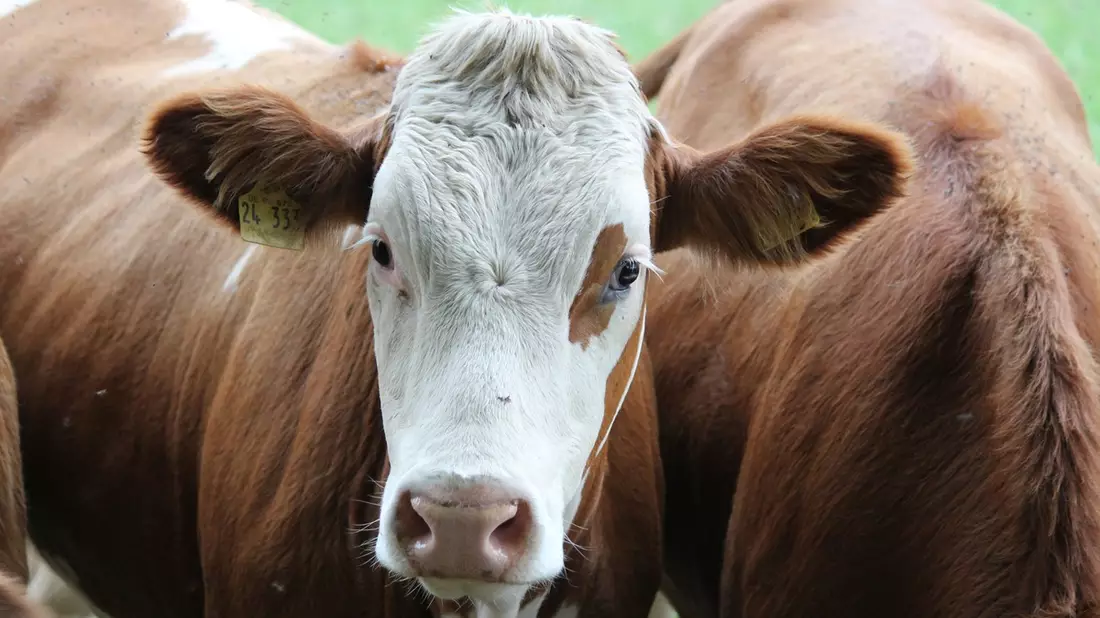 Siliermittel in der Milchwirtschaft: So sparen Landwirte Futterkosten - Bild: presseportal.de