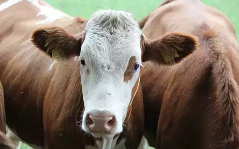 Siliermittel in der Milchwirtschaft: So sparen Landwirte Futterkosten - Foto: presseportal.de