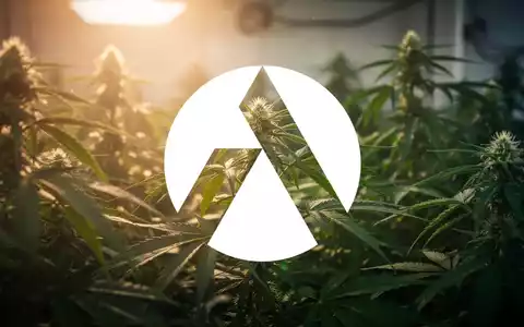Eine stimmungsvolle Szene, die die Cannabisindustrie darstellt, mit sattem Grün und goldenem Licht, das Optimismus und Wachstum symbolisiert. - Foto: über boerse-global.de