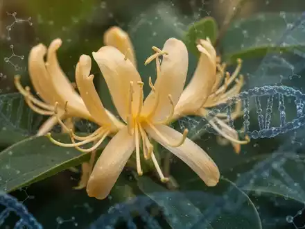Nahaufnahme einer Japanischen Geißblattblüte mit angedeuteten RNA-Strängen im Hintergrund, symbolisch für Forschung und Naturmedizin. - Foto: über boerse-global.de