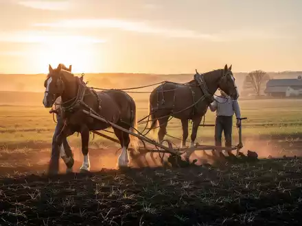 Ein Amish-Bauer pflügt ein Feld mit einem Pferdepflug bei Sonnenaufgang, goldene Lichtstimmung, ländliche Landschaft. - Foto: über boerse-global.de