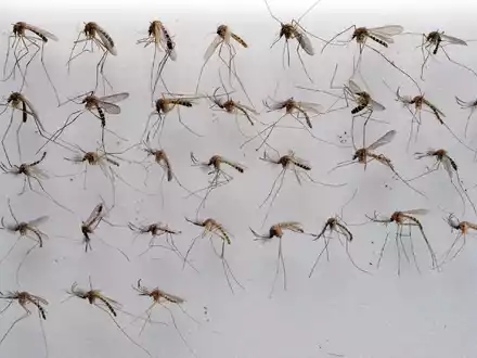 Die Gemeine Hausmücke - hier in einem Labor aufgenommen - liebt feucht-warmes Sommerwetter. - Foto: Stefan Sauer/dpa