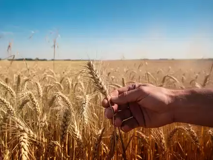 Ein weites, sonnenverwöhntes Weizenfeld unter einem strahlend blauen Himmel, das Anzeichen von Trockenheit und Hitzestress zeigt. - Foto: über boerse-global.de