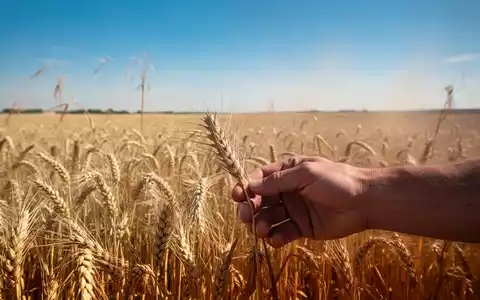 Ein weites, sonnenverwöhntes Weizenfeld unter einem strahlend blauen Himmel, das Anzeichen von Trockenheit und Hitzestress zeigt. - Foto: über boerse-global.de