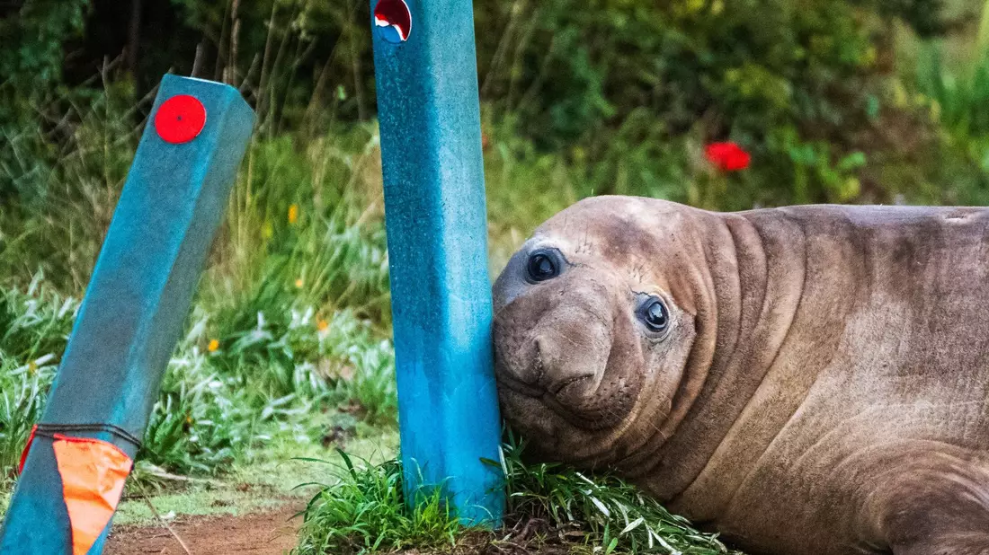 «Neil the Seal» ist in Australien ein Internet-Liebling. - Bild: Sam Volker/Sam Volker Photography/AP/dpa